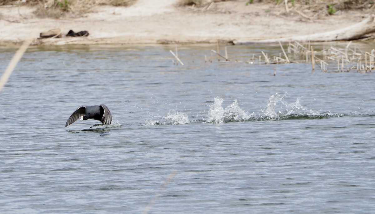 American Coot - Bob Nieman