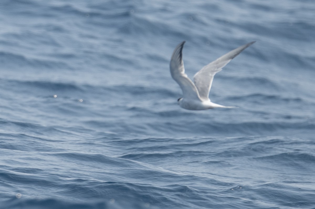 Arctic Tern - ML616966450