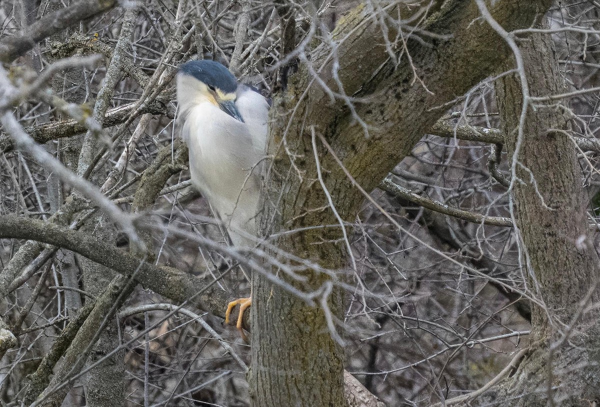 Black-crowned Night Heron - ML616966491