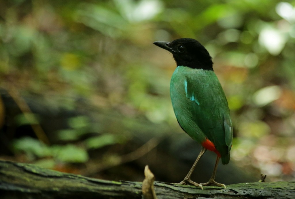 Minahasa Hooded Pitta - Irawan Halir