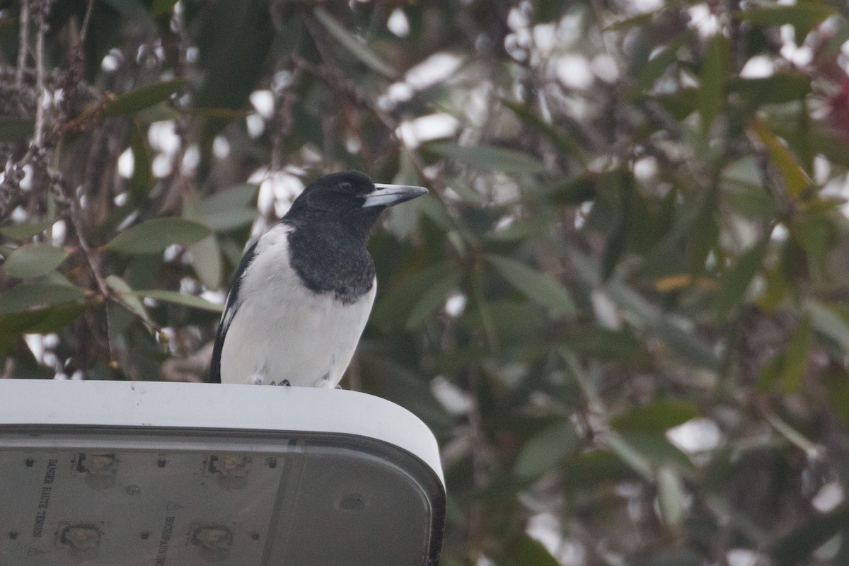 Pied Butcherbird - ML616966577