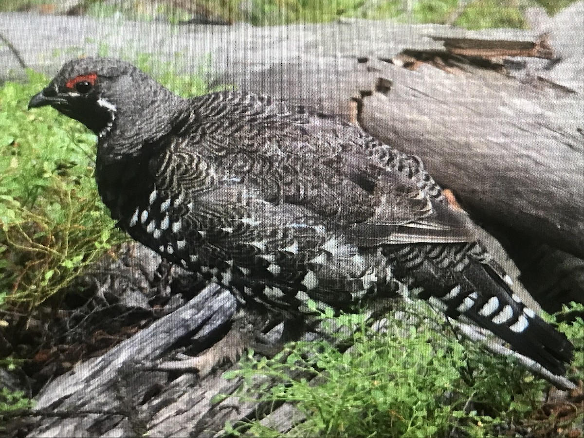 Gallo Canadiense - ML616966585