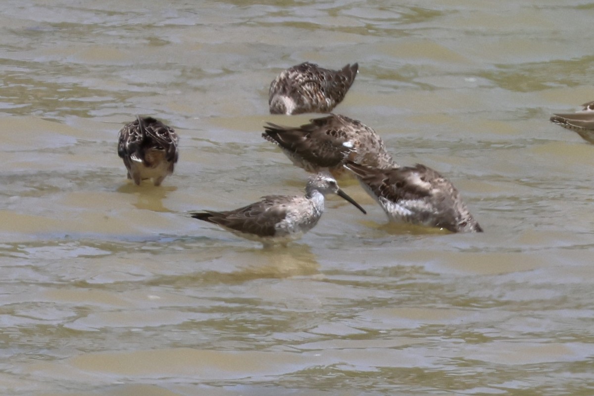 Stilt Sandpiper - ML616966639