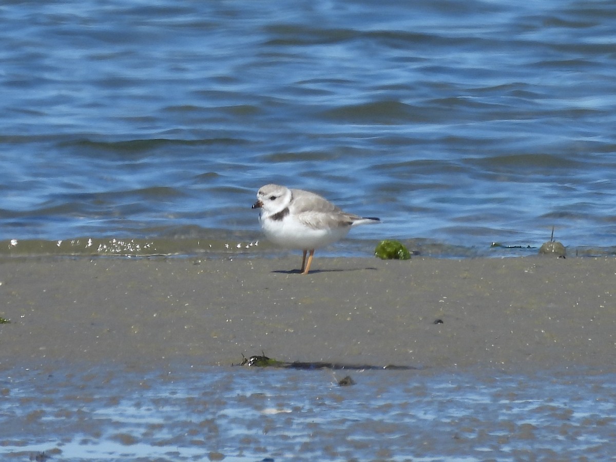 Piping Plover - ML616966687