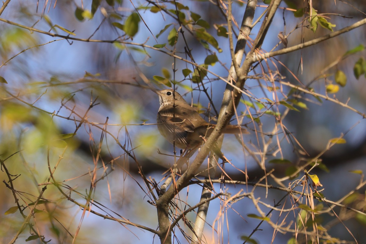 Hermit Thrush - ML616966741