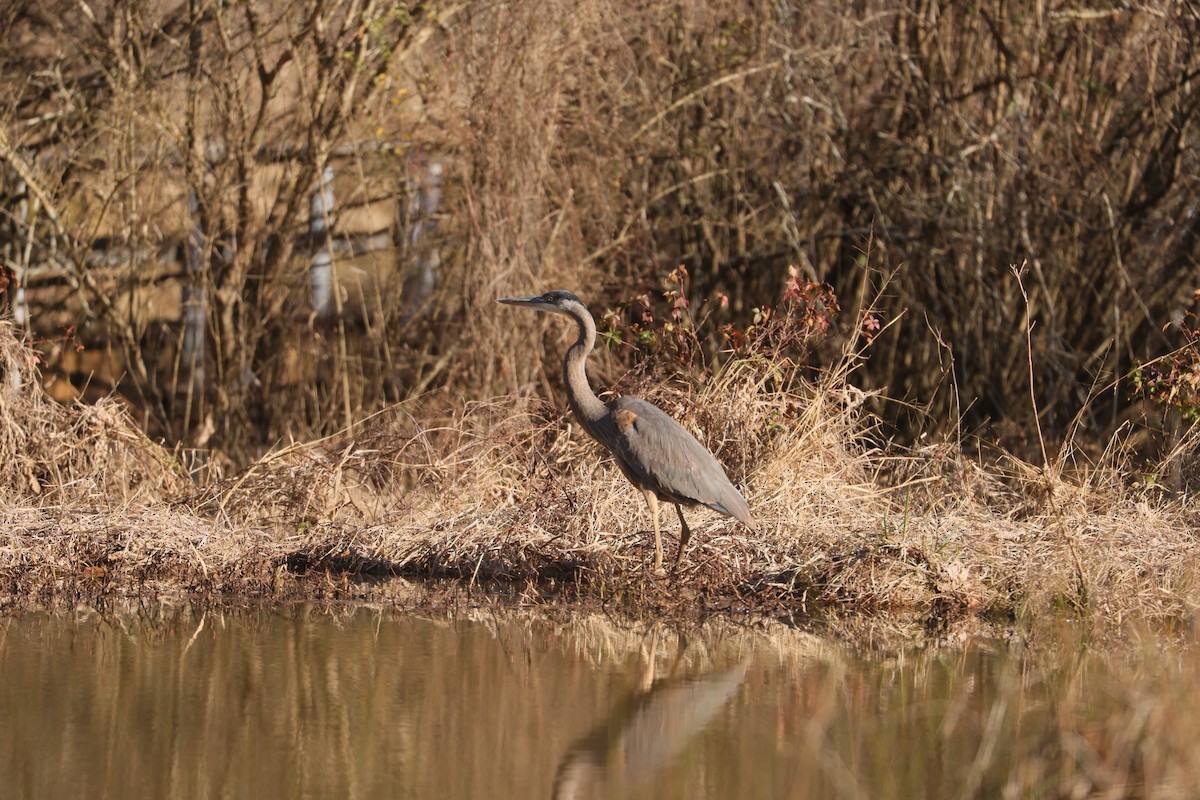 Great Blue Heron - ML616966745