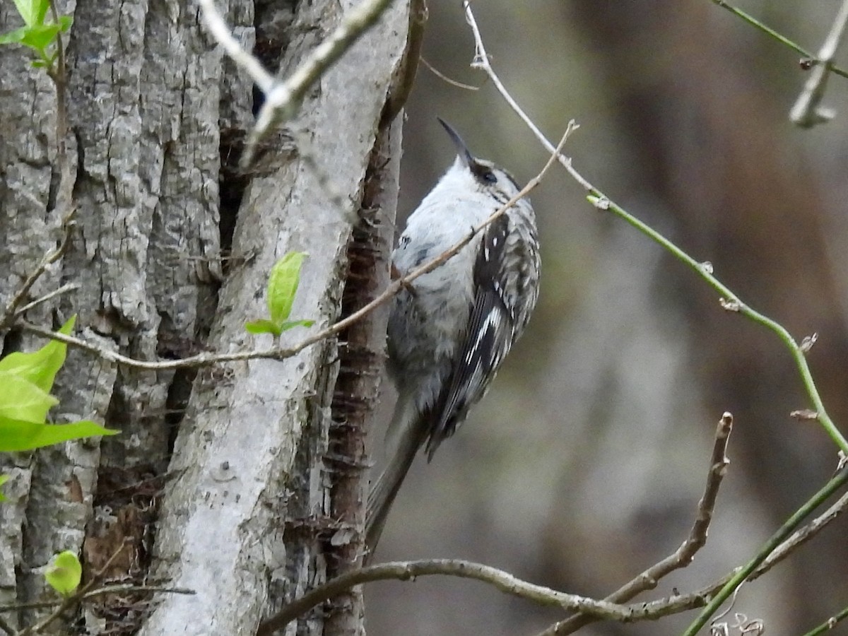 Brown Creeper - Jenny Young