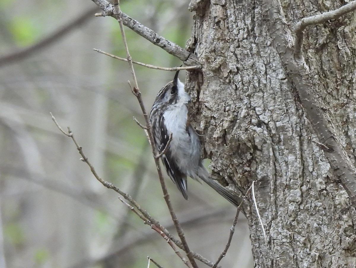 Brown Creeper - Jenny Young