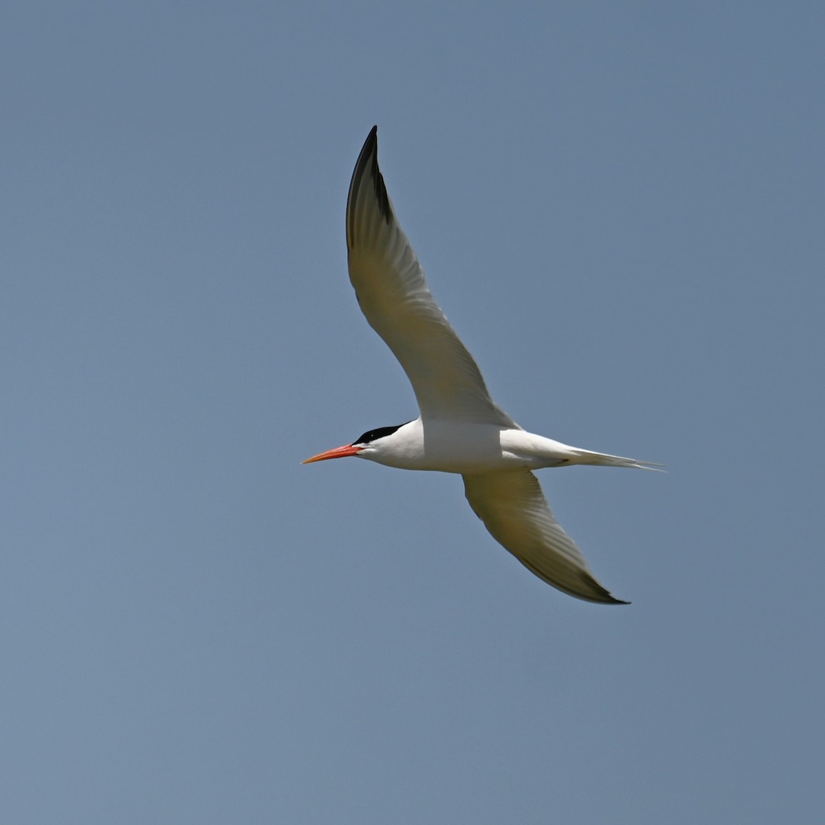 Elegant Tern - ML616966777