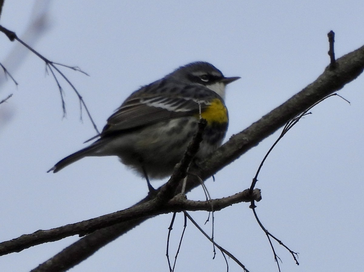 Yellow-rumped Warbler - Jenny Young