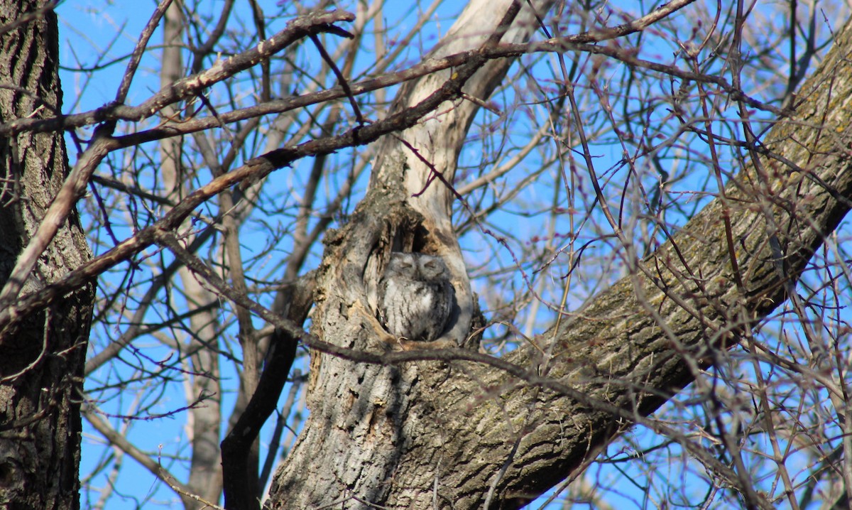 Eastern Screech-Owl - ML616966854