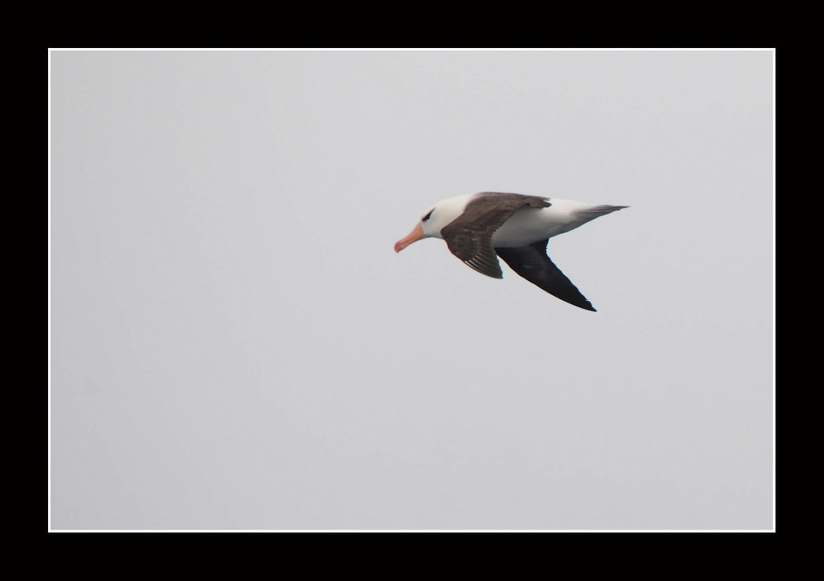 Albatros à sourcils noirs - ML616966877
