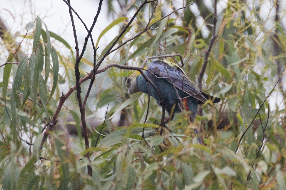 Pale-headed Rosella - ML616966884