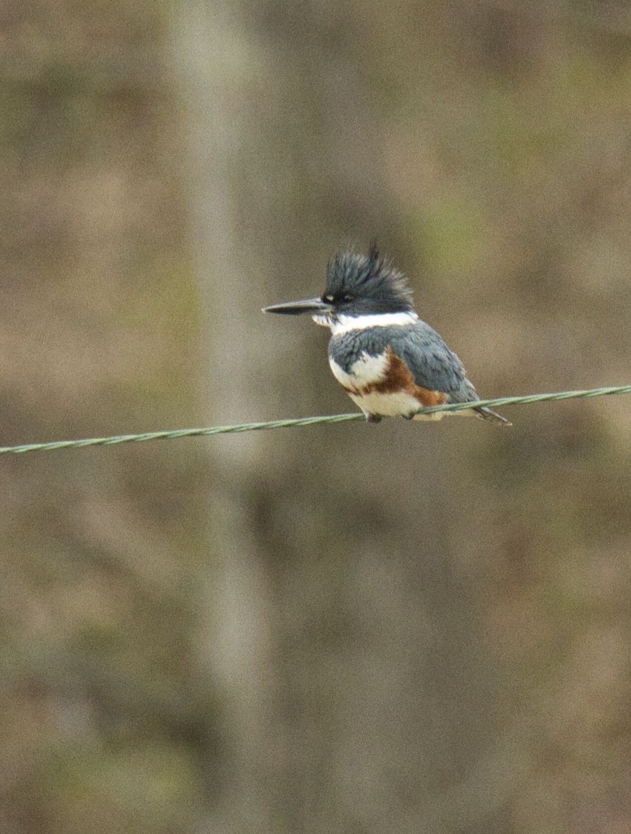 Belted Kingfisher - ML616966887