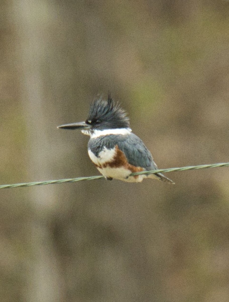 Belted Kingfisher - ML616966888