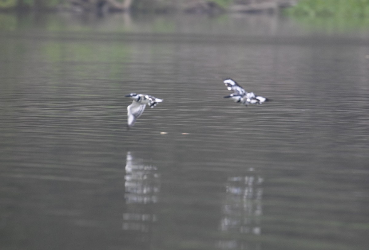 Pied Kingfisher - ML616966898