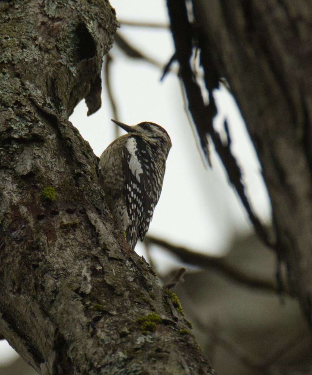 Yellow-bellied Sapsucker - ML616966911