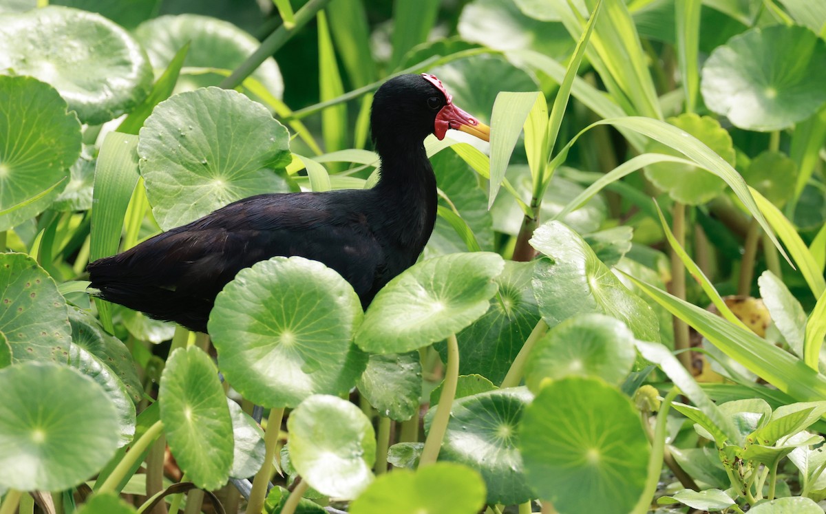 Wattled Jacana - ML616966920