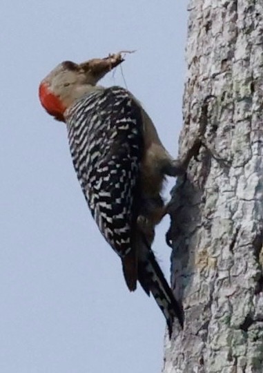 Red-crowned Woodpecker - ML616966926