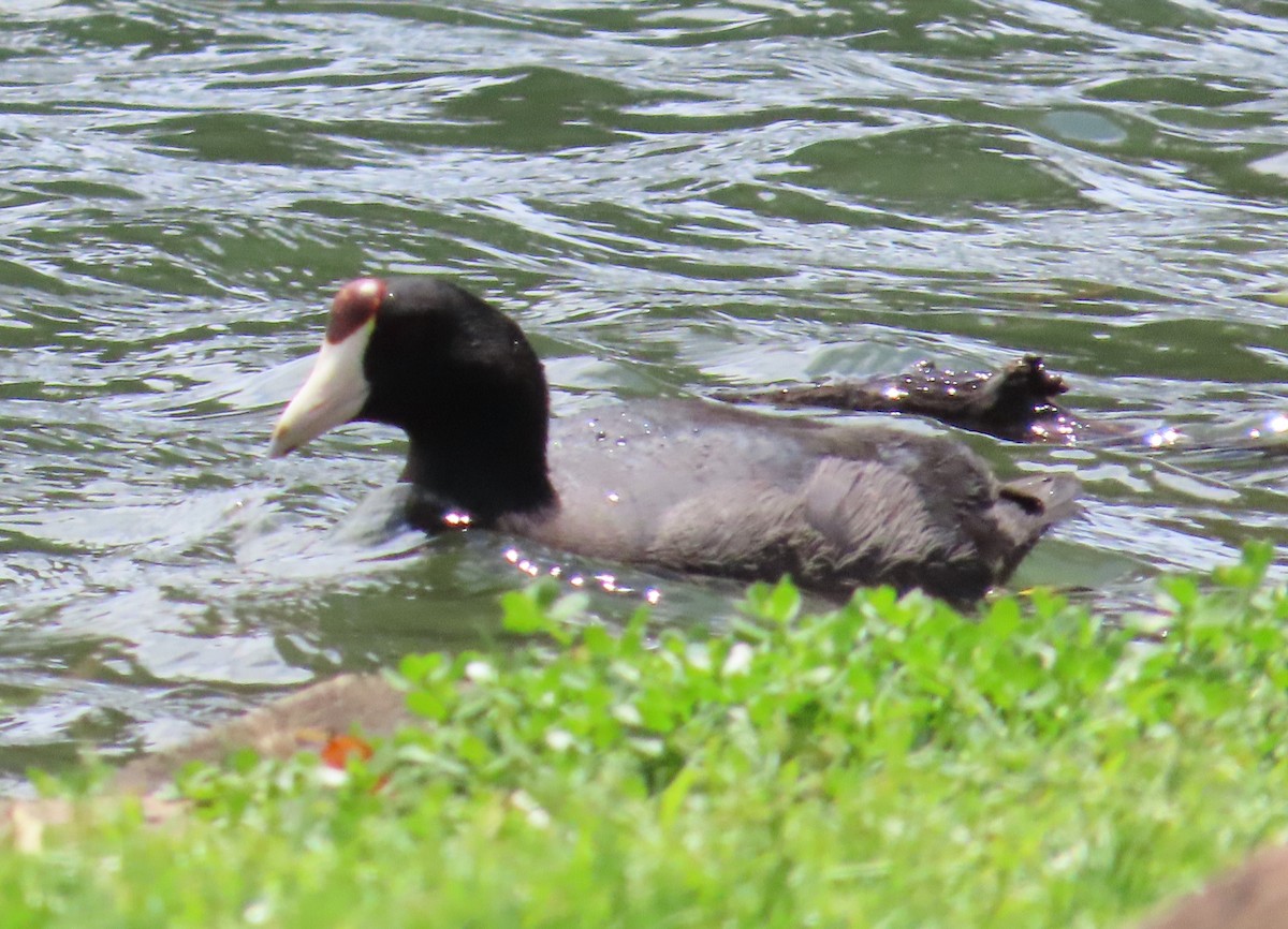 Hawaiian Coot - ML616966948