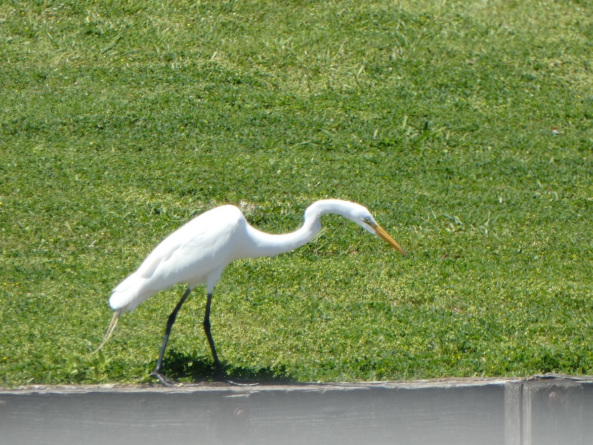 Great Egret - ML616966972