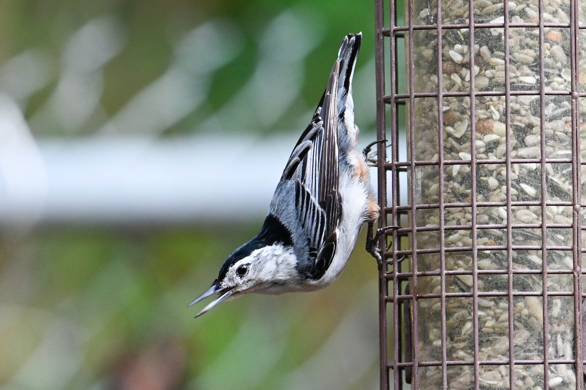White-breasted Nuthatch - ML616966981