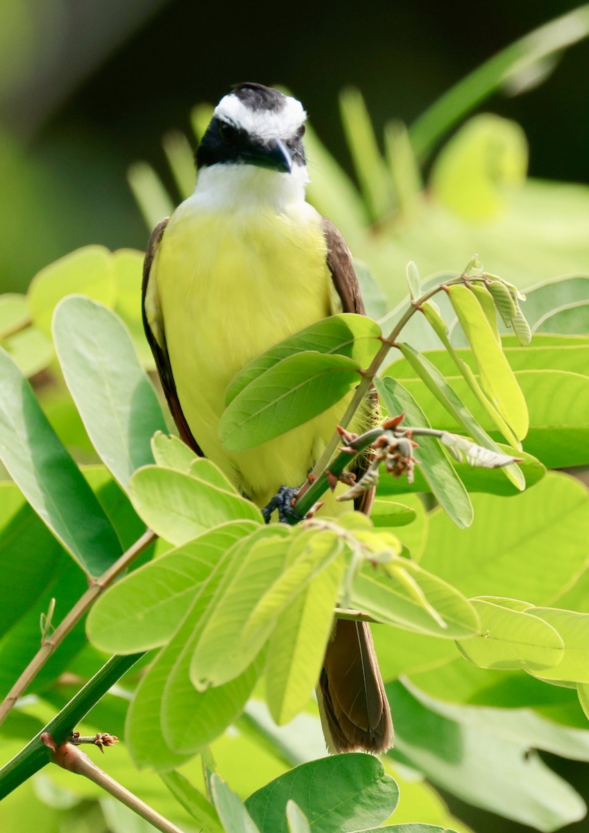 Lesser Kiskadee - ML616966995