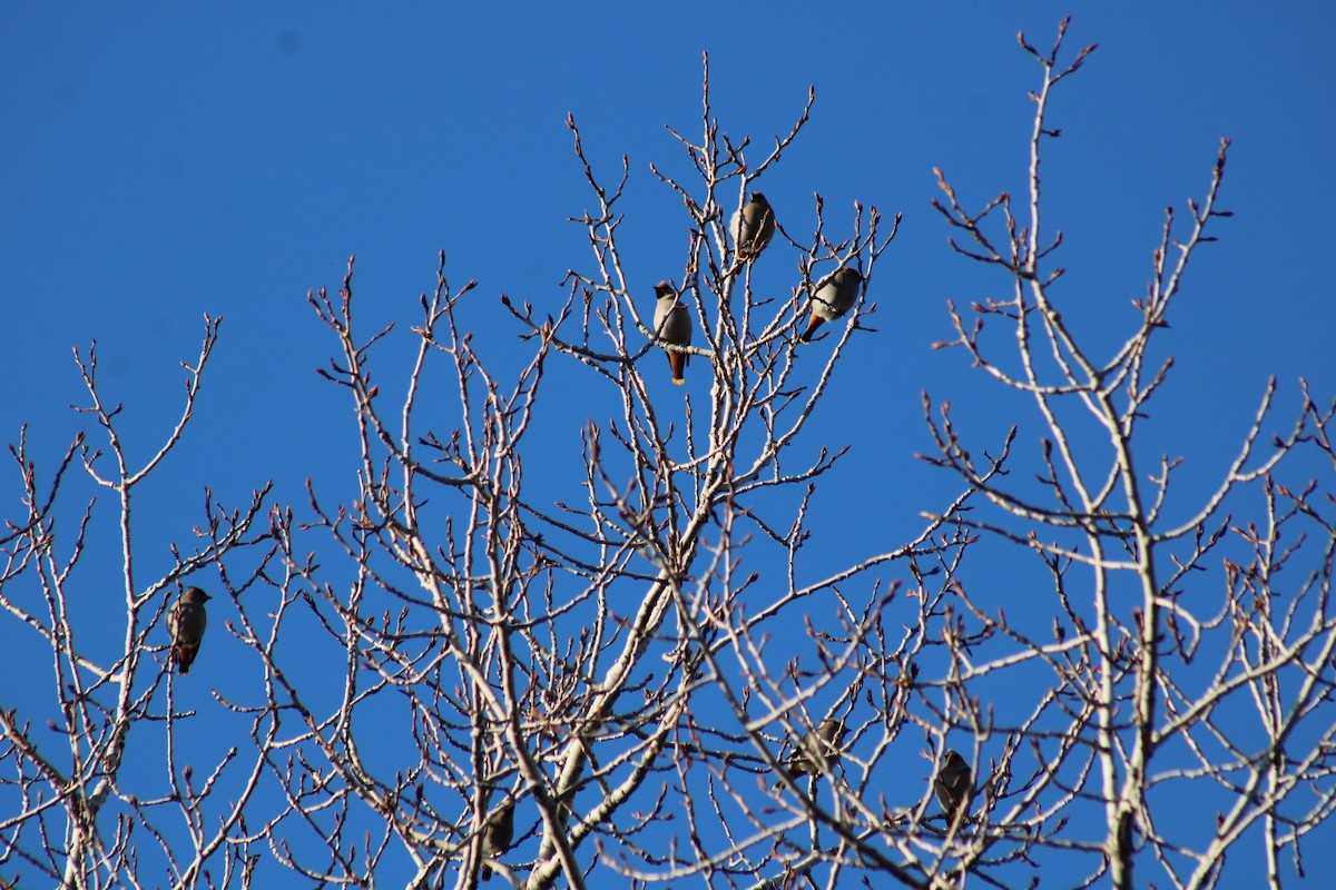 Bohemian Waxwing - ML616967005