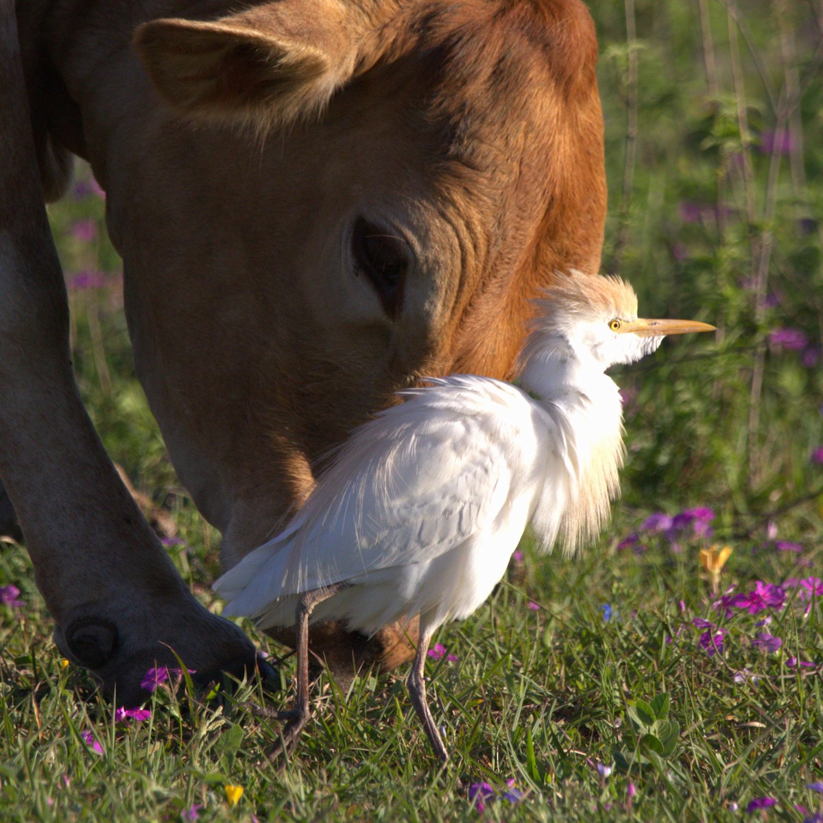 Western Cattle Egret - ML616967014