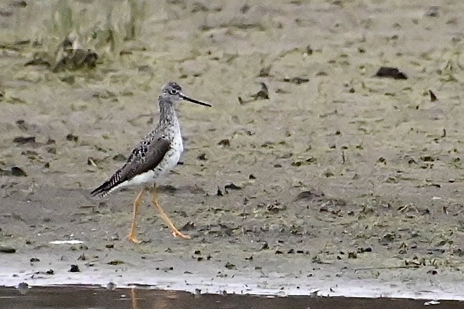 Greater Yellowlegs - ML616967017