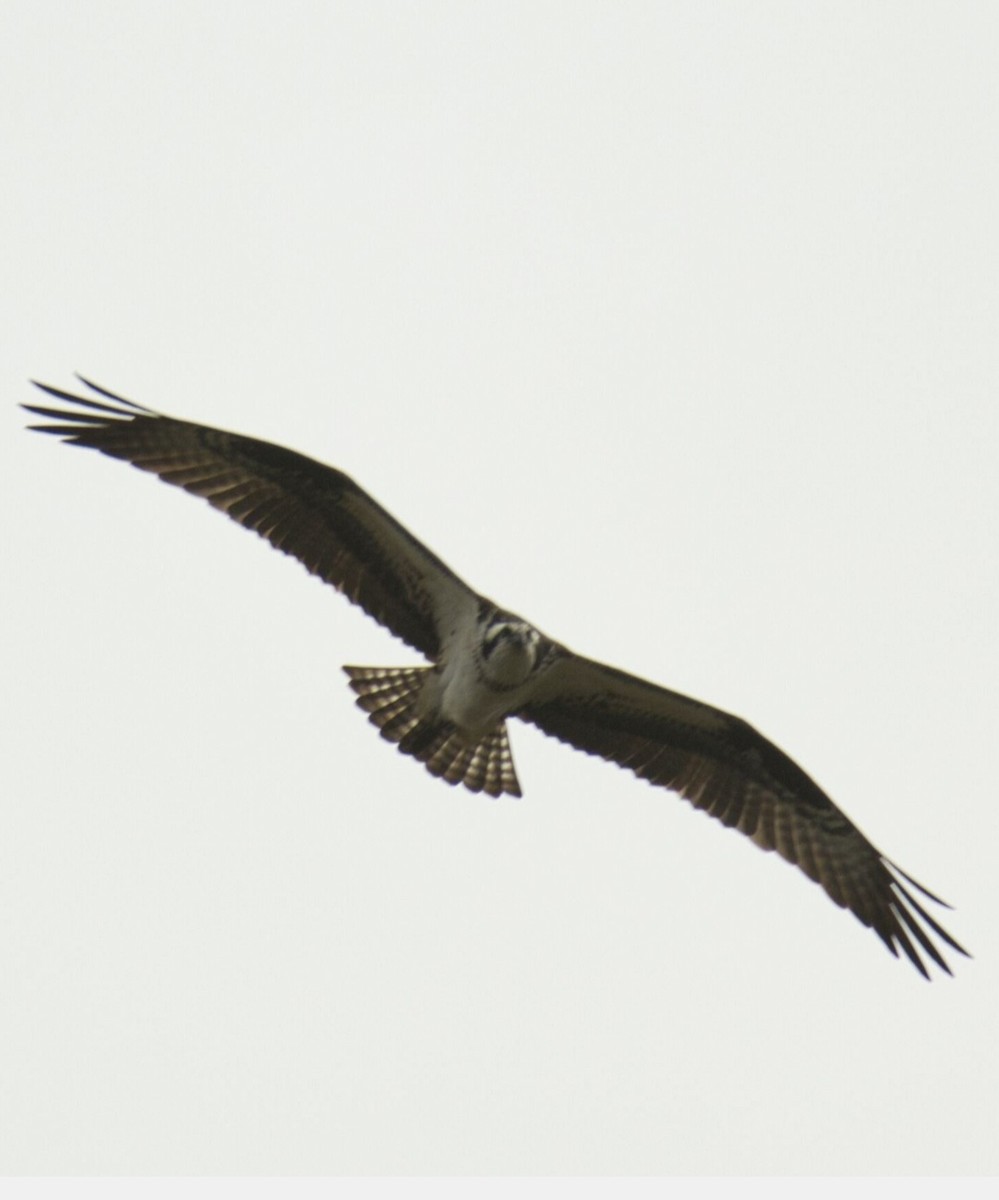 Osprey - ML616967068