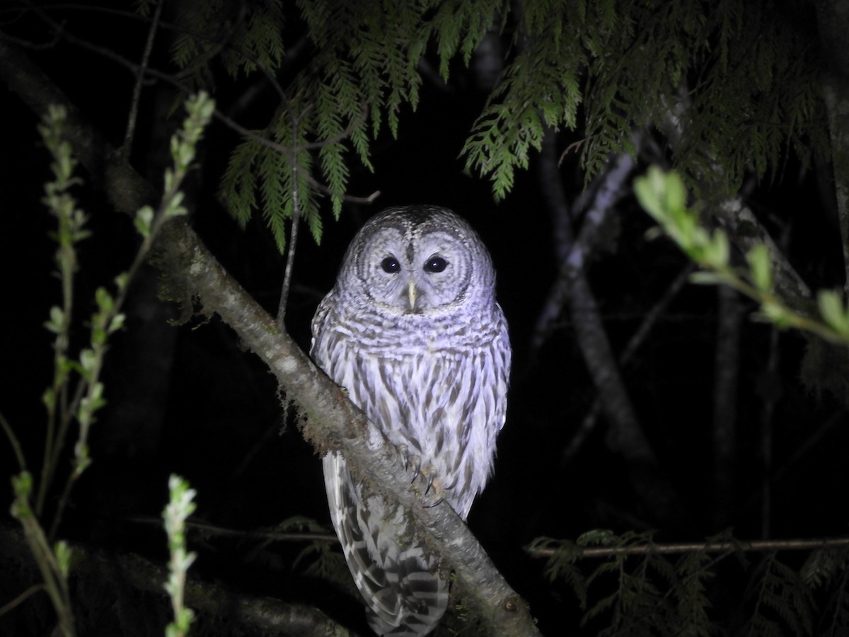 Barred Owl - royann petrell