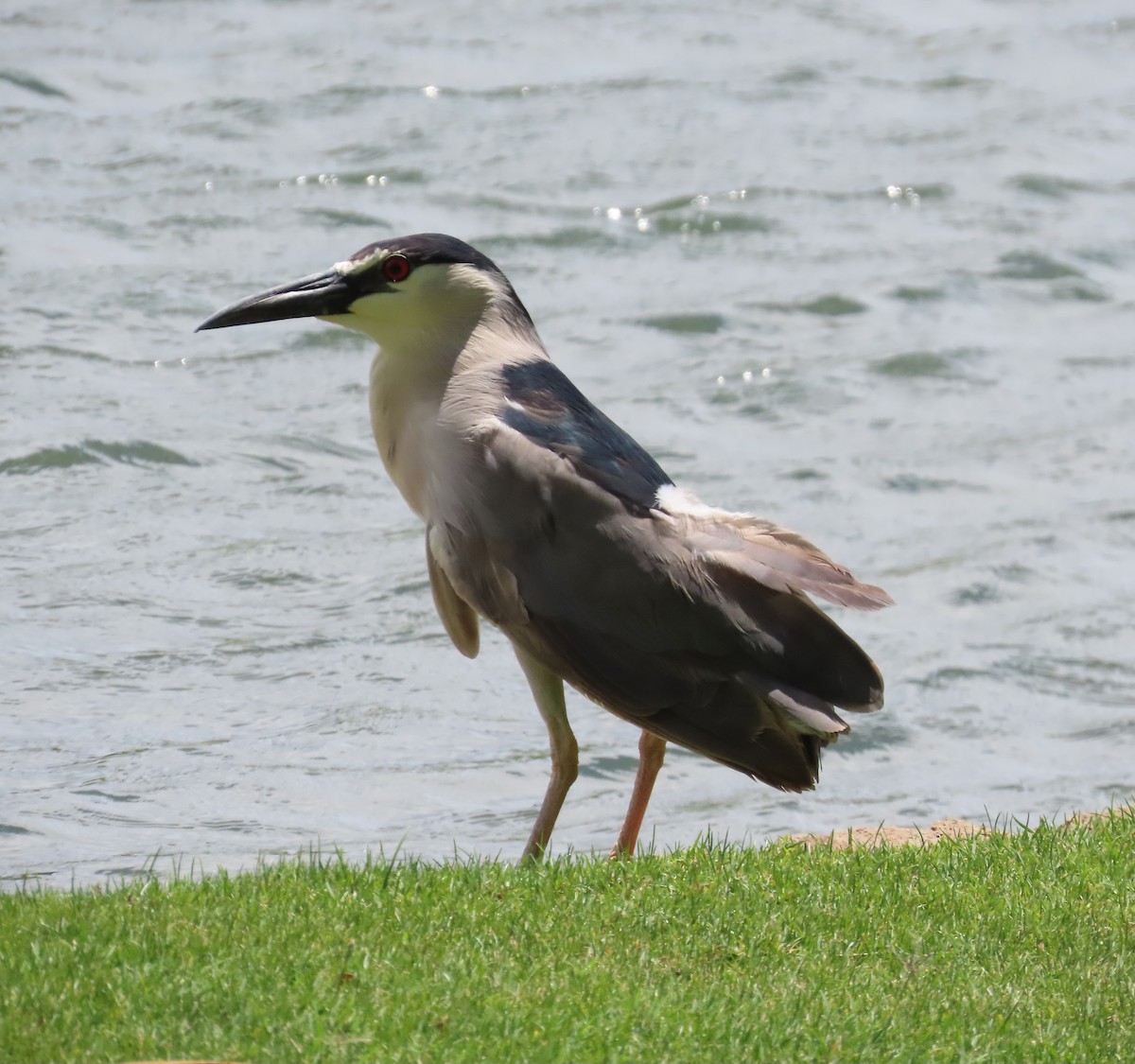 Black-crowned Night Heron - ML616967127