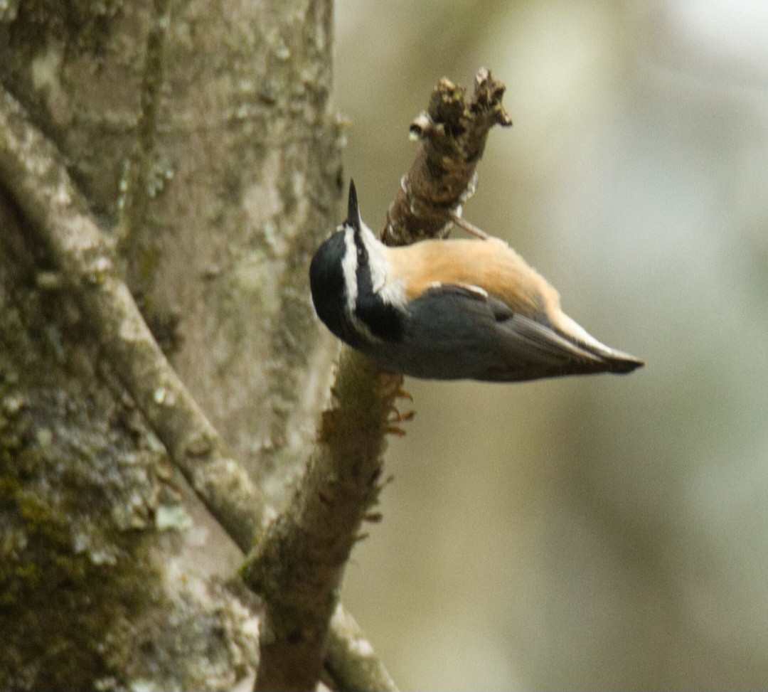 Red-breasted Nuthatch - ML616967130
