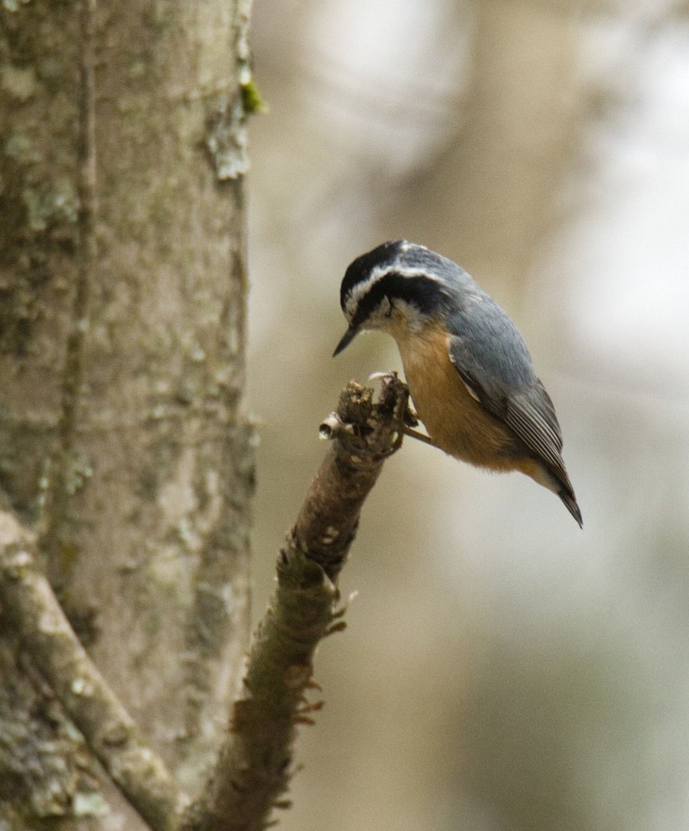 Red-breasted Nuthatch - ML616967131