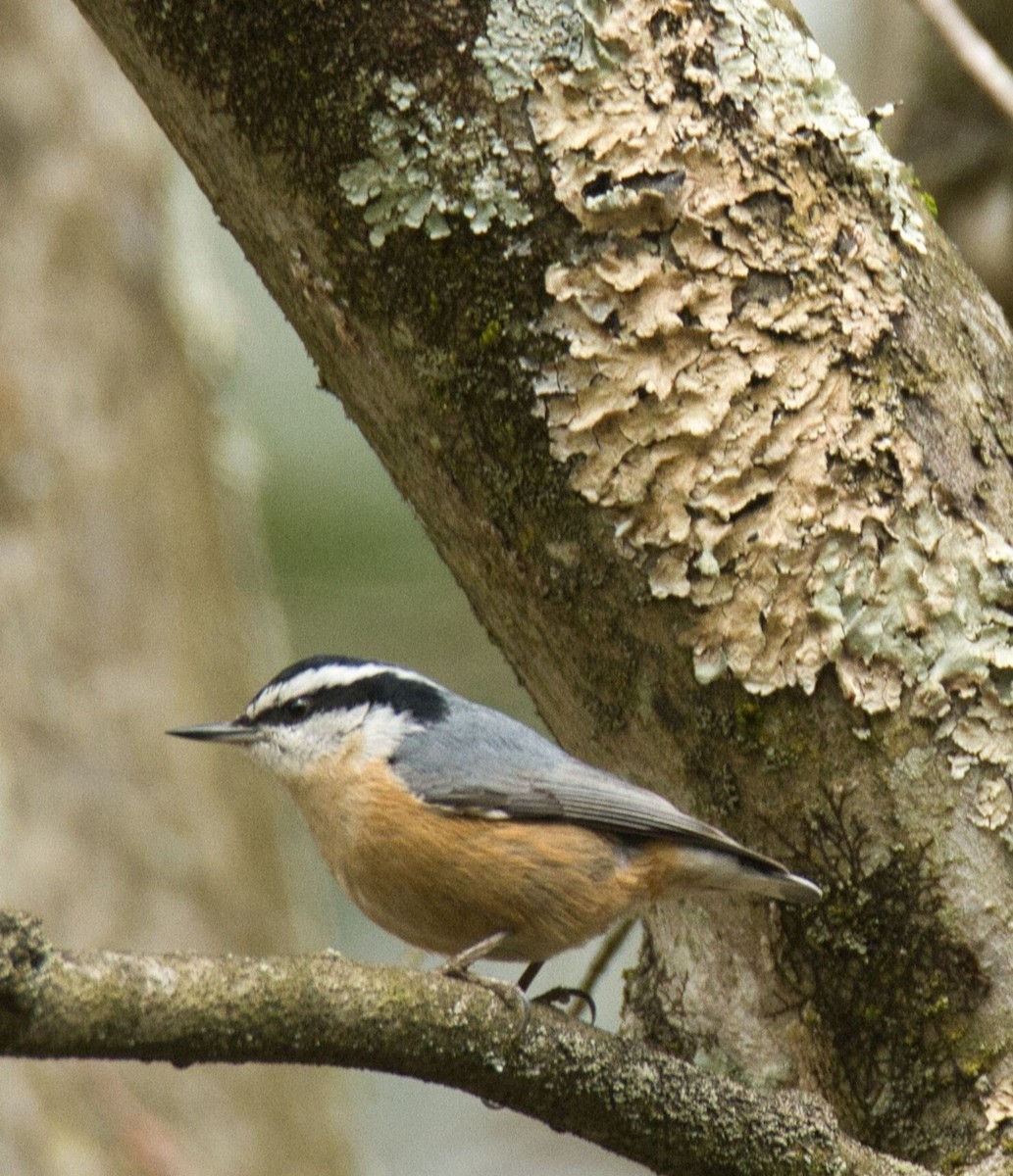 Red-breasted Nuthatch - ML616967132