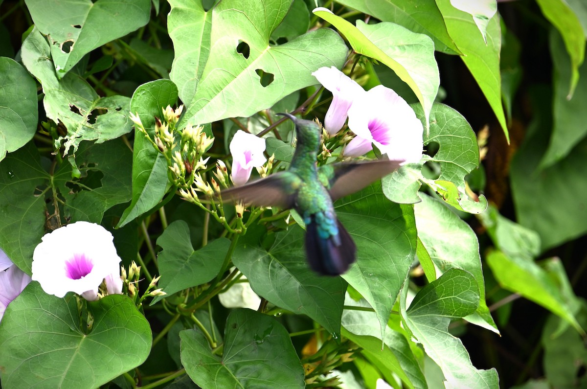 Colibrí Caribeño Gorjiverde - ML616967142