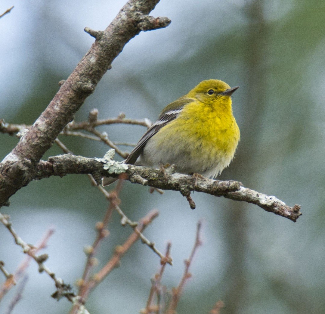 Pine Warbler - ML616967180