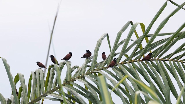 Chestnut Munia - ML616967258