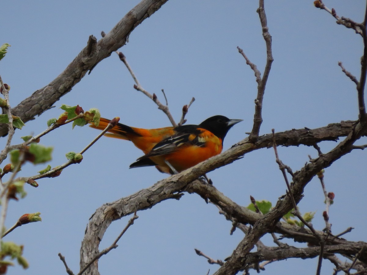 Baltimore Oriole - Donna Bray