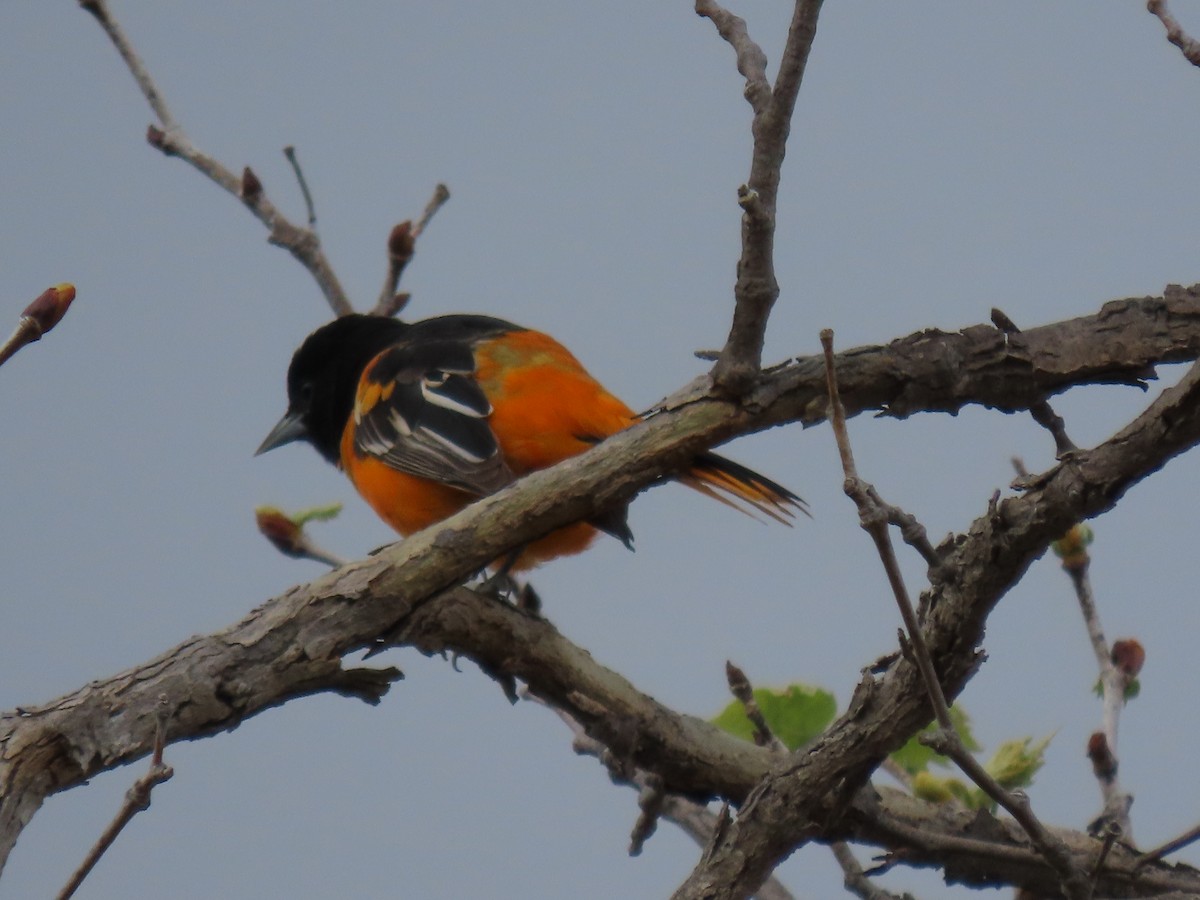 Baltimore Oriole - Donna Bray