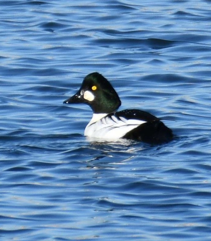 Common Goldeneye - ML616967404