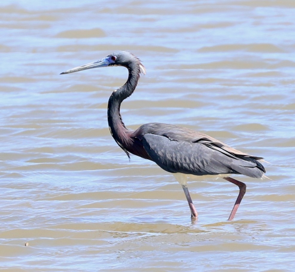 Tricolored Heron - ML616967415