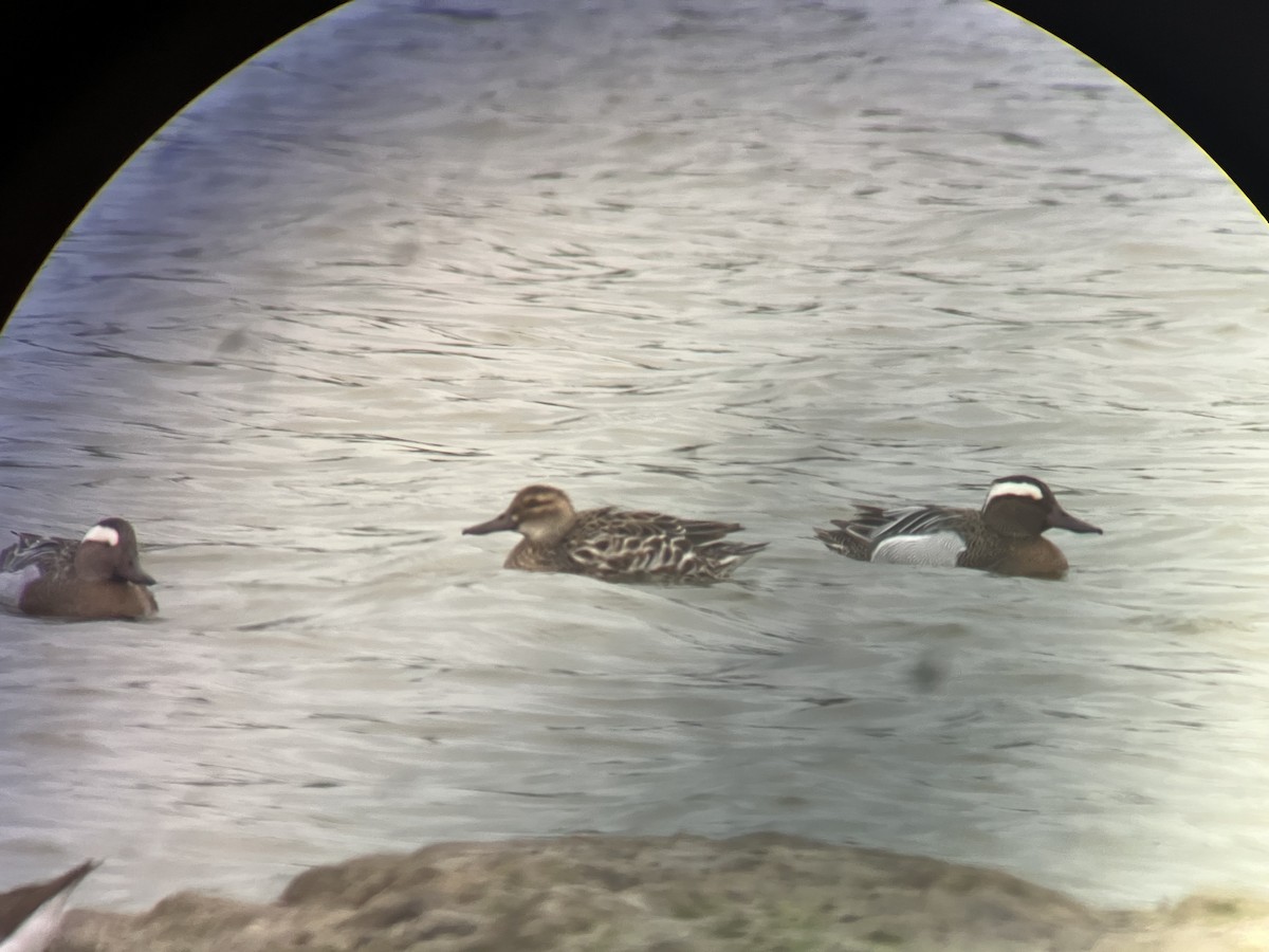 Garganey - ML616967479