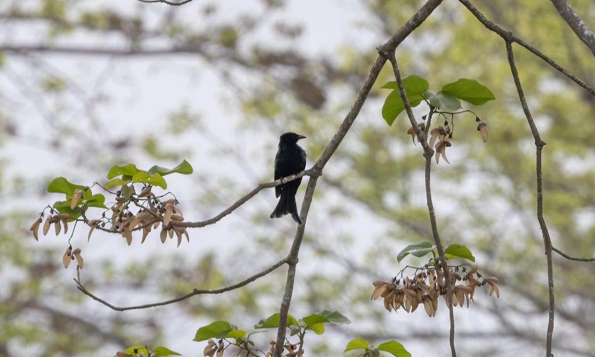 Palawan Drongo (Palawan) - ML616967486