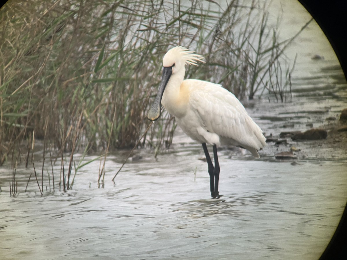 Eurasian Spoonbill - ML616967491