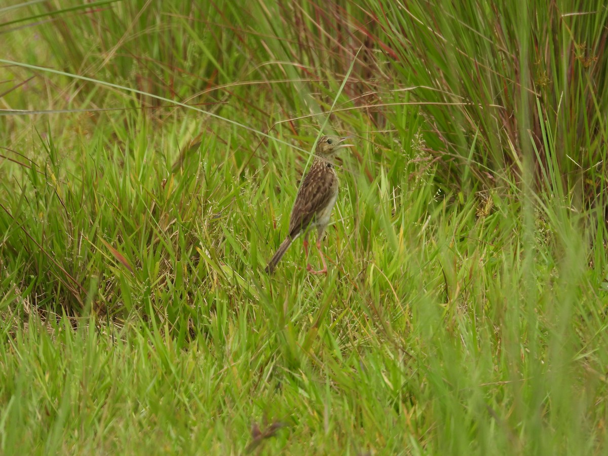 Yellowish Pipit - Luis Zuñiga /Horses Cartagena tours