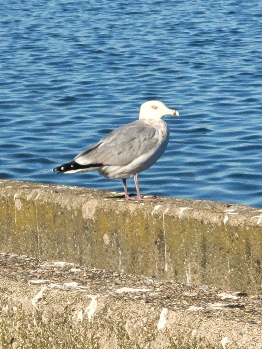 Herring Gull - Ryan LaRuffa