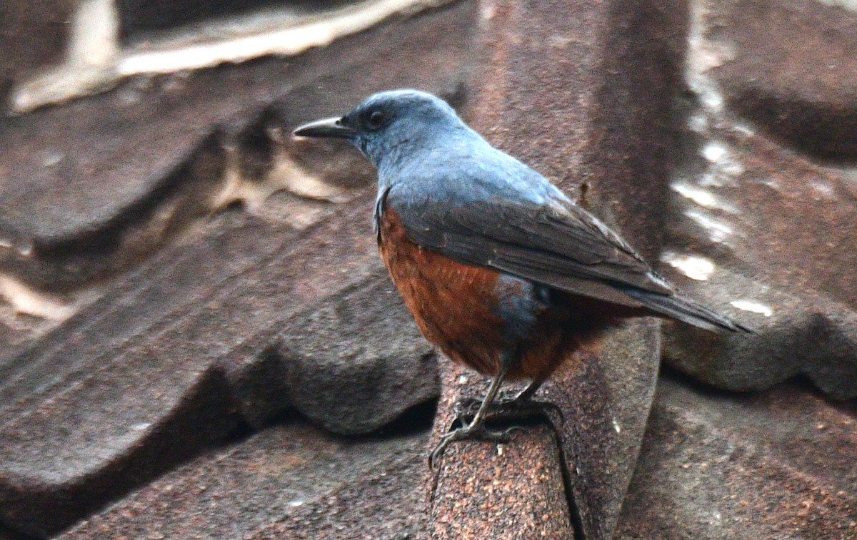 Blue Rock-Thrush - ML616967644