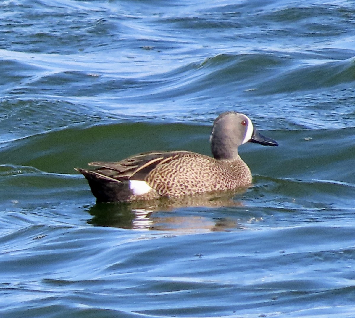 Blue-winged Teal - ML616967646